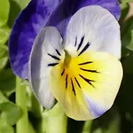 Moser Mariapfarr