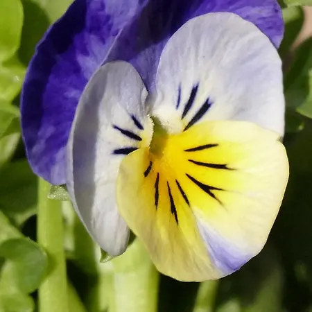 Moser מריהפאר