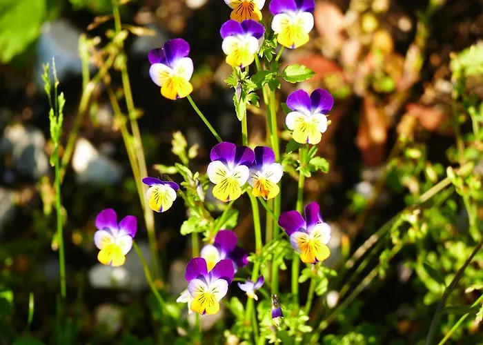 Apartamento Moser Mariapfarr